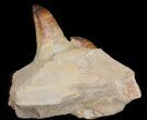 Impressive Mosasaur (Prognathodon) Jaw Section - #43131-1